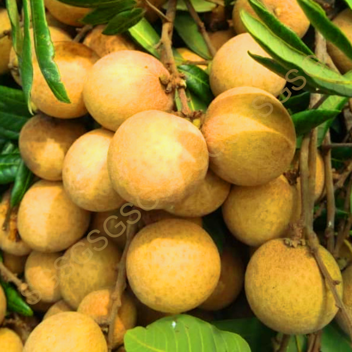 Fresh Fruit Juices And Combos - Fruitavit Naturally