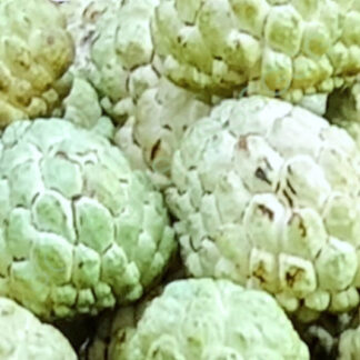 Custard Apple Fresh Fruitavit Naturally