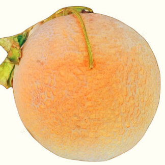 Puree - Fruitavit Naturally