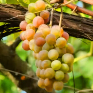 Grapes Green - Fruitavit
