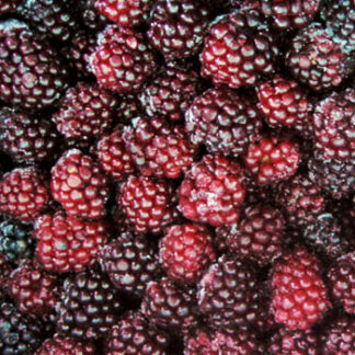 Blackberry
