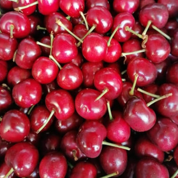 Cherry Puree | Fruitavit Naturally