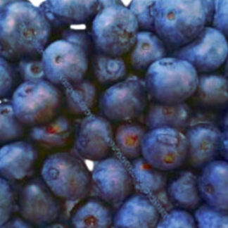 Blueberry Flavored Syrups | Fruitavit Naturally