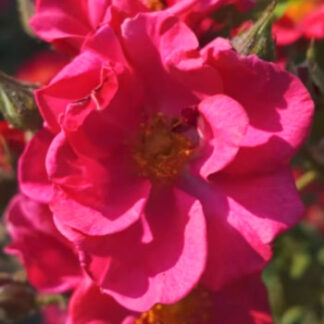 Rose Fresh - Fruitavit
