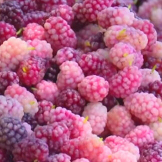 Mulberry - Fruitavit