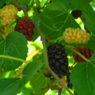 Mulberries-Fresh - Fruitavit