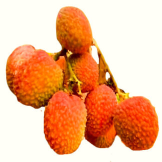 Lychee Fresh